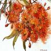 <span>[Sold]</span> Red Gum Blossoms